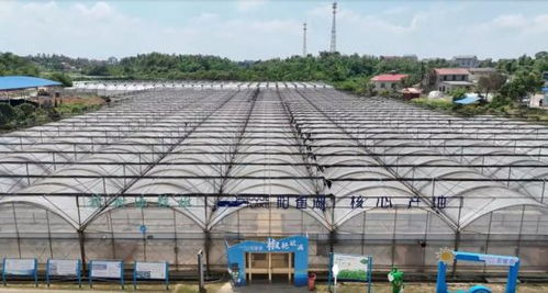 一代天椒 與它的超級(jí) 平替