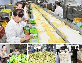 豐收了! 朝陽(yáng)水果玉米遠(yuǎn)銷海外