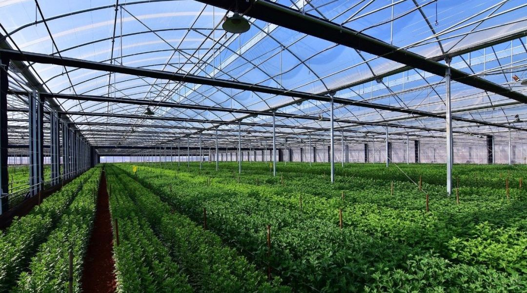 開(kāi)遠(yuǎn)高效現(xiàn)代農(nóng)業(yè)園發(fā)展得這么好,原因竟是&hellip;