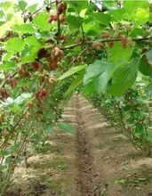 四川省四喜農(nóng)業(yè)開(kāi)發(fā)