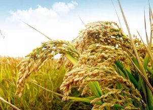 河南這9個(gè)縣 區(qū) 市被中央點(diǎn)名 將加大扶持力度 有你的家鄉(xiāng)嗎