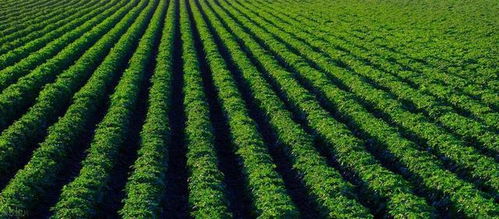 贛臺農(nóng)業(yè)合作深化 融合發(fā)展成果斐然，共繪現(xiàn)代農(nóng)業(yè)新篇章