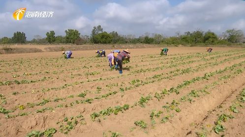 儋州綠色生態(tài)發(fā)展中探索中醫(yī)農(nóng)業(yè)，帶動(dòng)村民就業(yè)助力鄉(xiāng)村振興