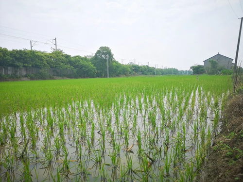 黨建引領(lǐng)社會化服務(wù)，八嶺山鎮(zhèn)催生農(nóng)業(yè)發(fā)展新動能