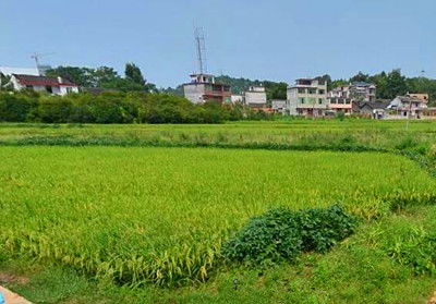 現(xiàn)代農(nóng)業(yè)產(chǎn)業(yè)體系的發(fā)展趨勢與農(nóng)業(yè)開發(fā)現(xiàn)狀