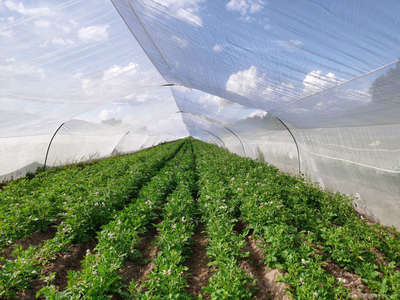 河北久恩農(nóng)業(yè)開(kāi)發(fā) 現(xiàn)代農(nóng)業(yè)發(fā)展的創(chuàng)新典范