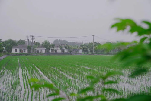 搶抓農(nóng)時(shí)促春耕 夯實(shí)基礎(chǔ)保發(fā)展——余旭峰強(qiáng)調(diào)扎實(shí)推進(jìn)農(nóng)業(yè)開(kāi)發(fā)確保全年農(nóng)業(yè)農(nóng)村經(jīng)濟(jì)良好態(tài)勢(shì)