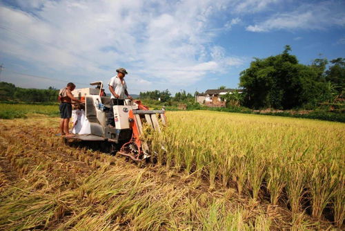 璧山現(xiàn)代農(nóng)業(yè)發(fā)展一季度成績(jī)單 農(nóng)業(yè)開(kāi)發(fā)亮點(diǎn)紛呈，引領(lǐng)區(qū)域高質(zhì)量發(fā)展